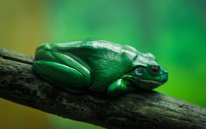 Green frog resting on a branch