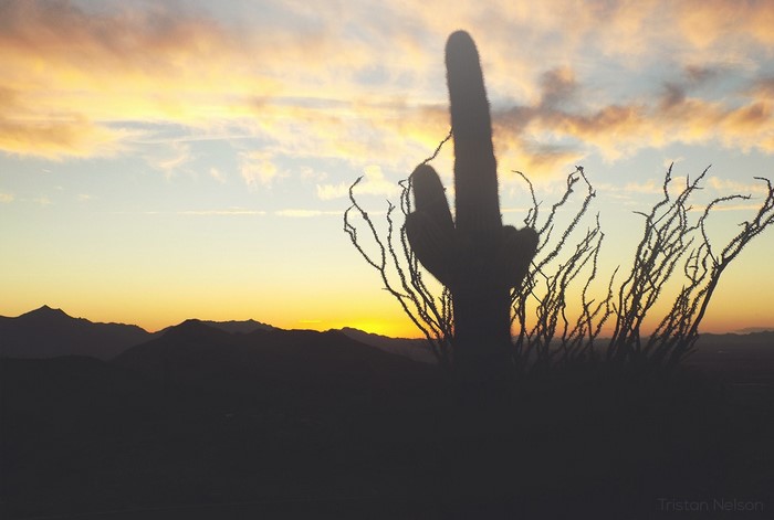 Silhouette of Saguaro cactus and ocotillo at sunset in Arizona
