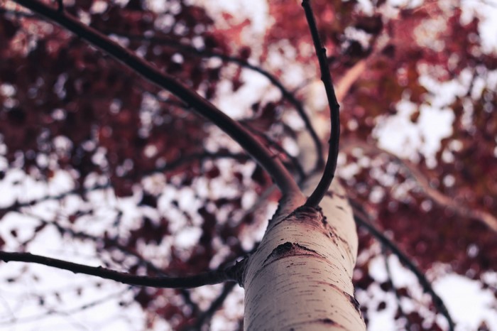 Close up of a tree trunk with red leaves