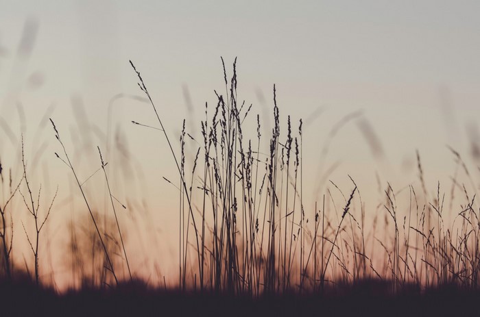 Silhouette of tall grass against a sunset sky