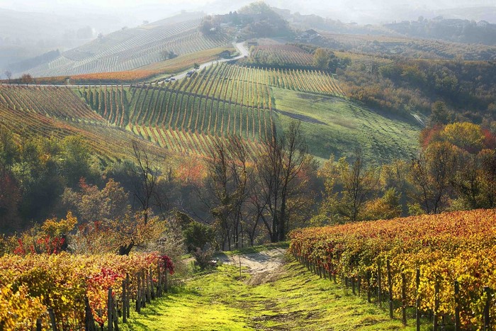 Vineyard landscape in autumn with rolling hills and mist