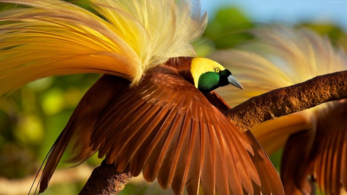 4K Bird of Paradise bird