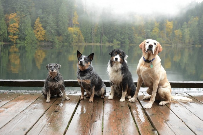 Four dogs sitting on a wooden dock by a lake