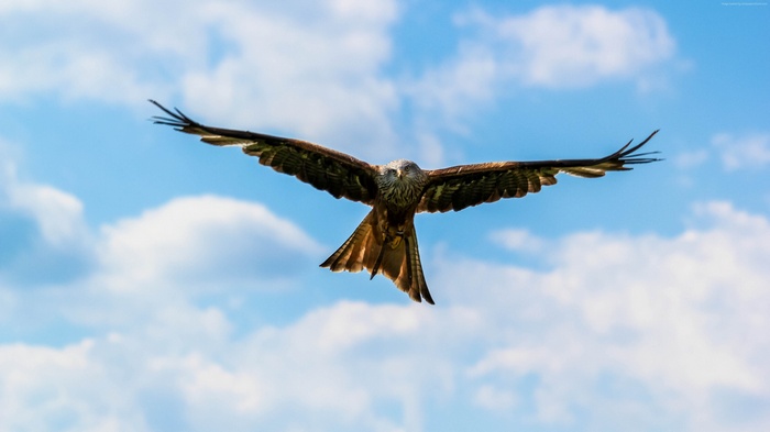 Red Kite Bird Flying in the Sky