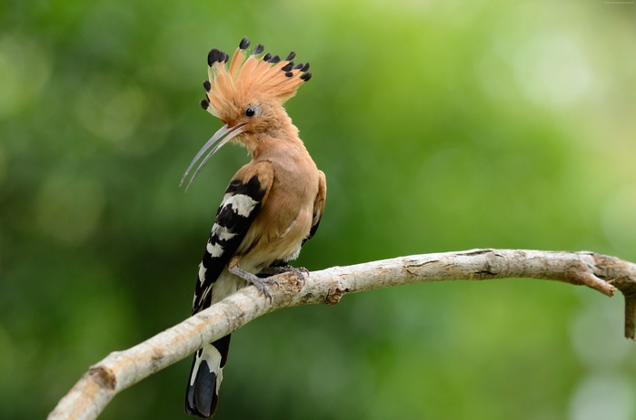 Hoopoe bird on a branch