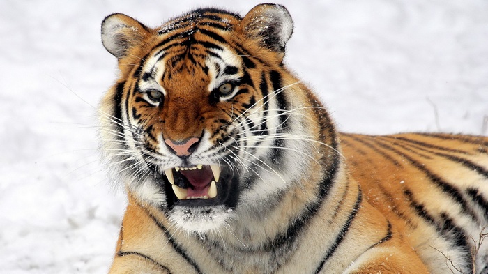 Tiger growling in the snow