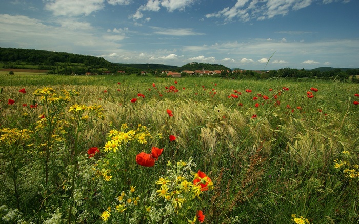 Field of poppies and yellow flowers with a village in the distance