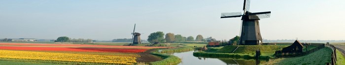 Tulip fields and windmills in the Netherlands
