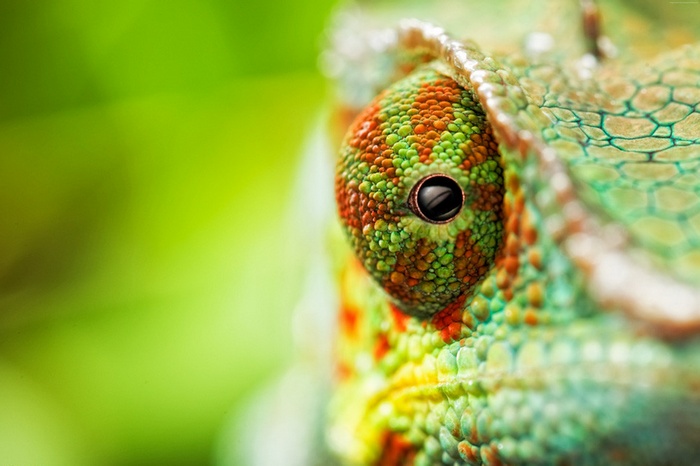 Close-up of a Chameleon's Eye