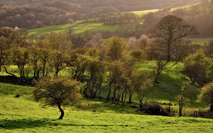 Rolling green hills with trees in the sunlight