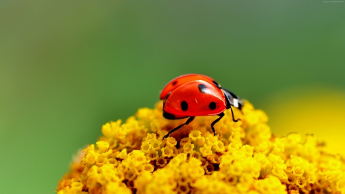 4K Ladybug on Yellow Flower