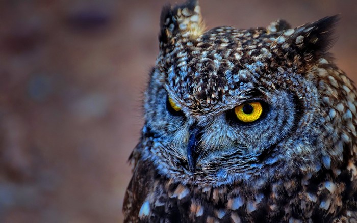 Close up of a spotted eagle-owl with yellow eyes