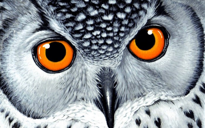 Close up of a great grey owl's face