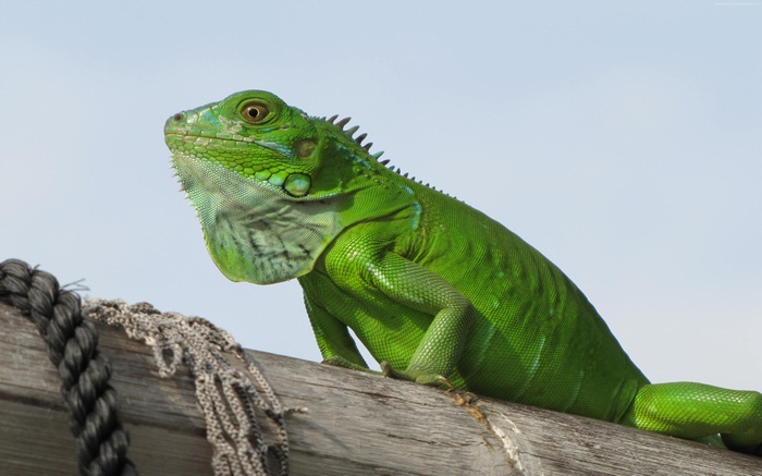 Green iguana on a wooden beam