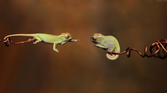 Two green chameleons on a branch, 4K