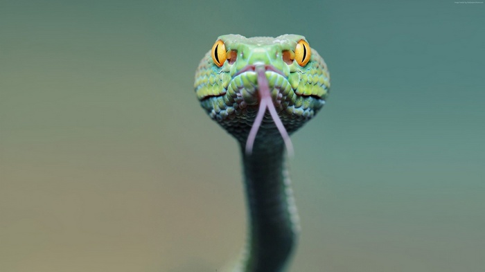 Green snake with forked tongue