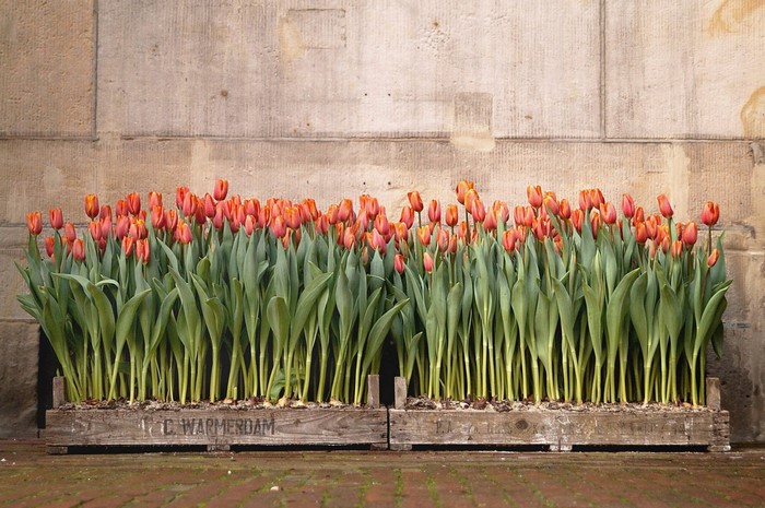 Orange tulips in wooden crates against a stone wall