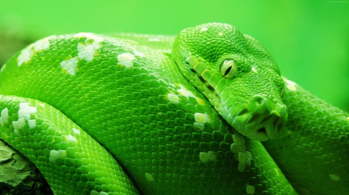 Green Snake 4K