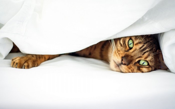 Bengal cat with green eyes peeking from white blanket
