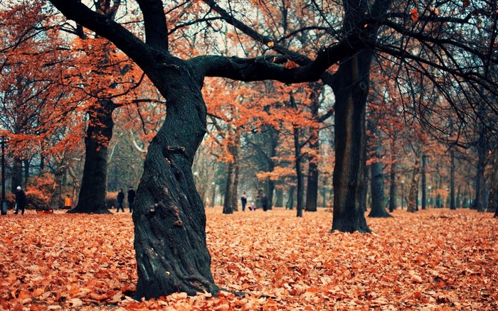 Park in autumn with fallen leaves and trees