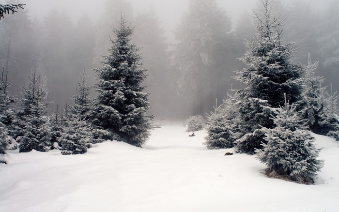 Snowy forest with mist and fir trees