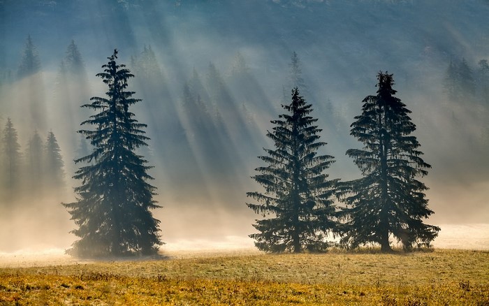 Sun rays through mist over spruce trees in a meadow