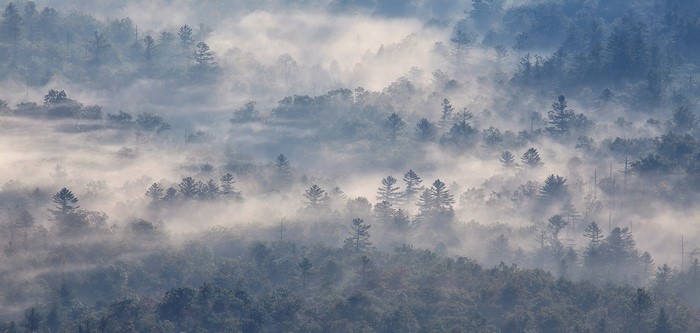 Misty forest landscape with sunlight filtering through trees