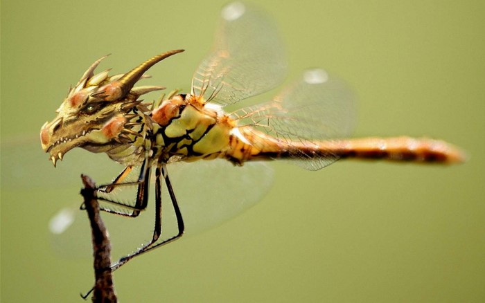 Dragon-headed dragonfly on a branch