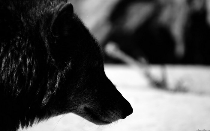 Black wolf head in profile, monochrome photography