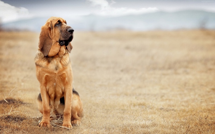4K Bloodhound dog sitting in a field