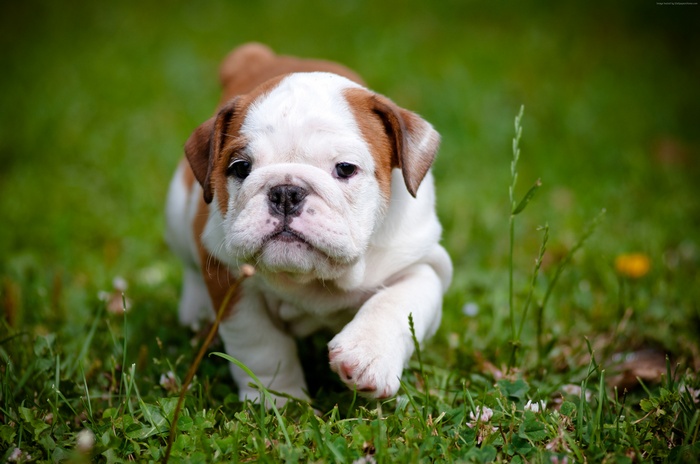 English Bulldog puppy on grass