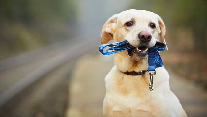 Labrador dog holding a blue leash in its mouth