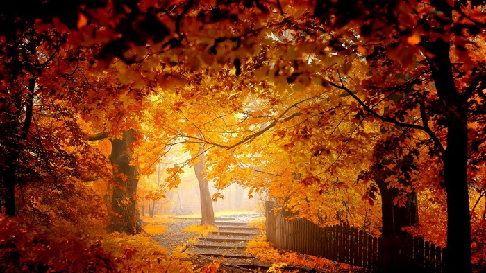 Autumn forest path with sunlight filtering through colorful leaves