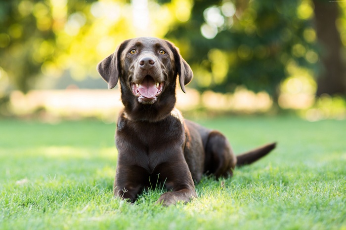 Chocolate Labrador dog lying on grass