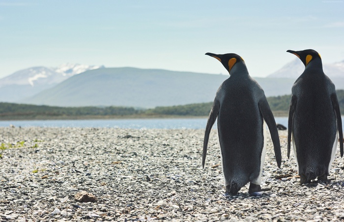 Two King Penguins on a Rocky Shore