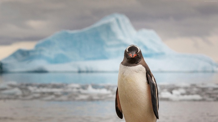 Penguin in front of an iceberg 4K