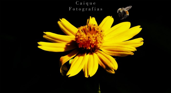 Yellow flower with a bee and text