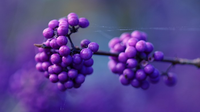 Purple berries on a branch with spiderwebs