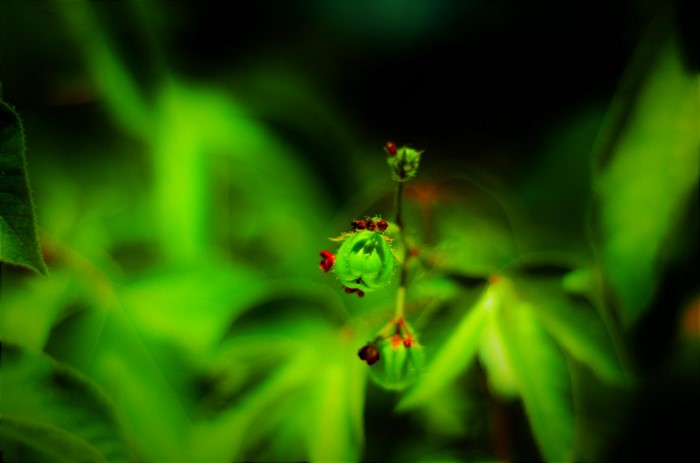 Macro photography of ants on a green plant bud
