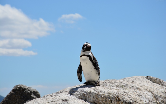 Penguin on a rock with blue sky and clouds 4K