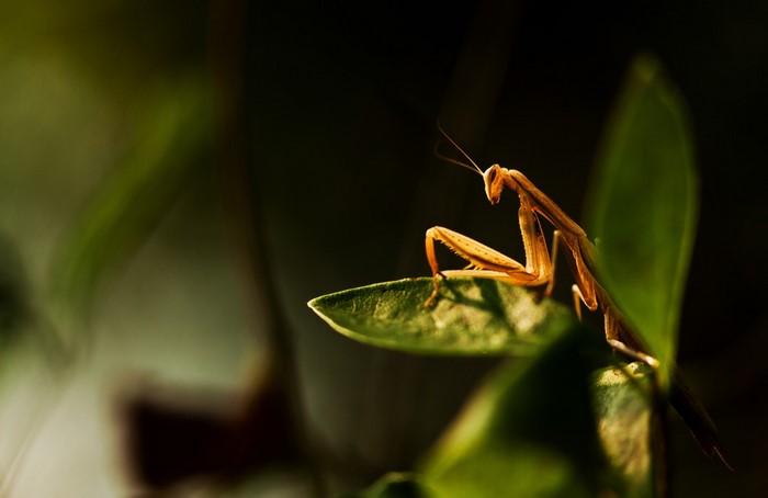 Praying mantis on a green leaf in sunlight