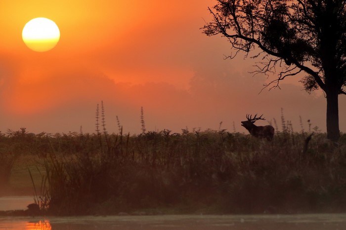 Deer in a misty field at sunset with a tree