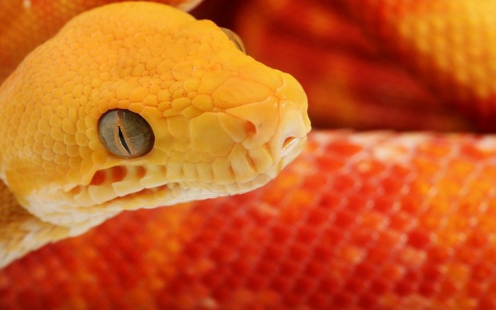 Close-up of a yellow snake's head