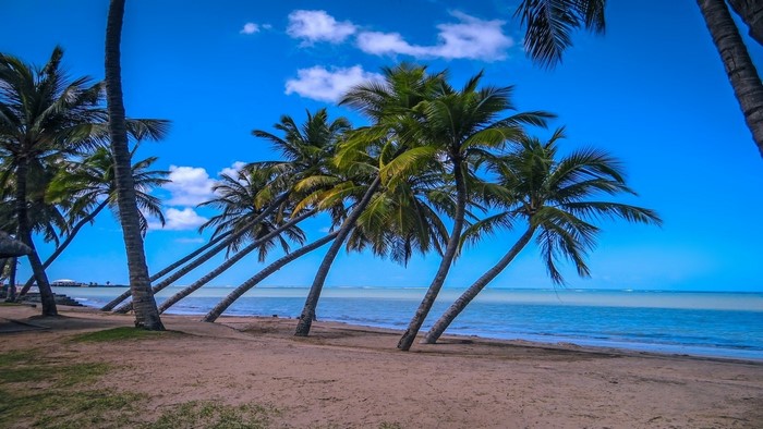 Palm trees on a sandy beach with blue ocean and sky