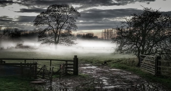 Misty rural landscape with trees and gates