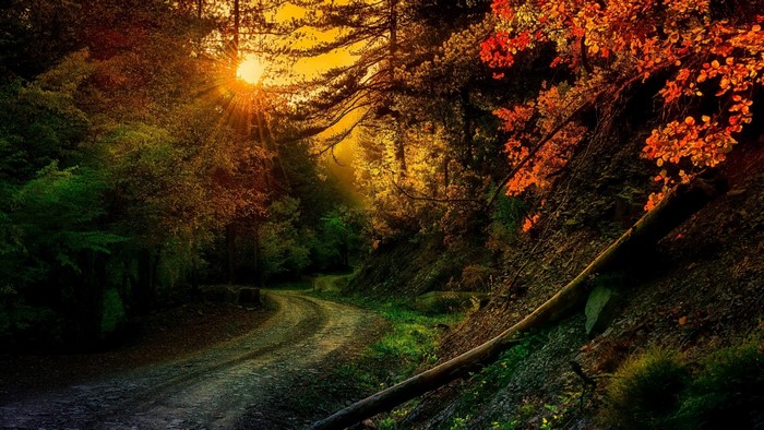 Sunlit Autumn Forest Path in Greece
