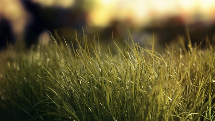 Close-up of green grass blades in sunlight