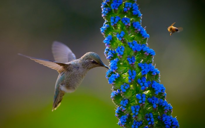 Hummingbird and Bee Pollinating Blue Flowers