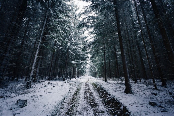 Snowy forest path with tall evergreen trees