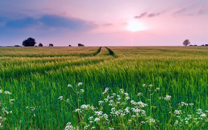 Wheat field at sunset with a path